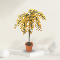 Golden Chain Plant ( Yellow Flower Tree )