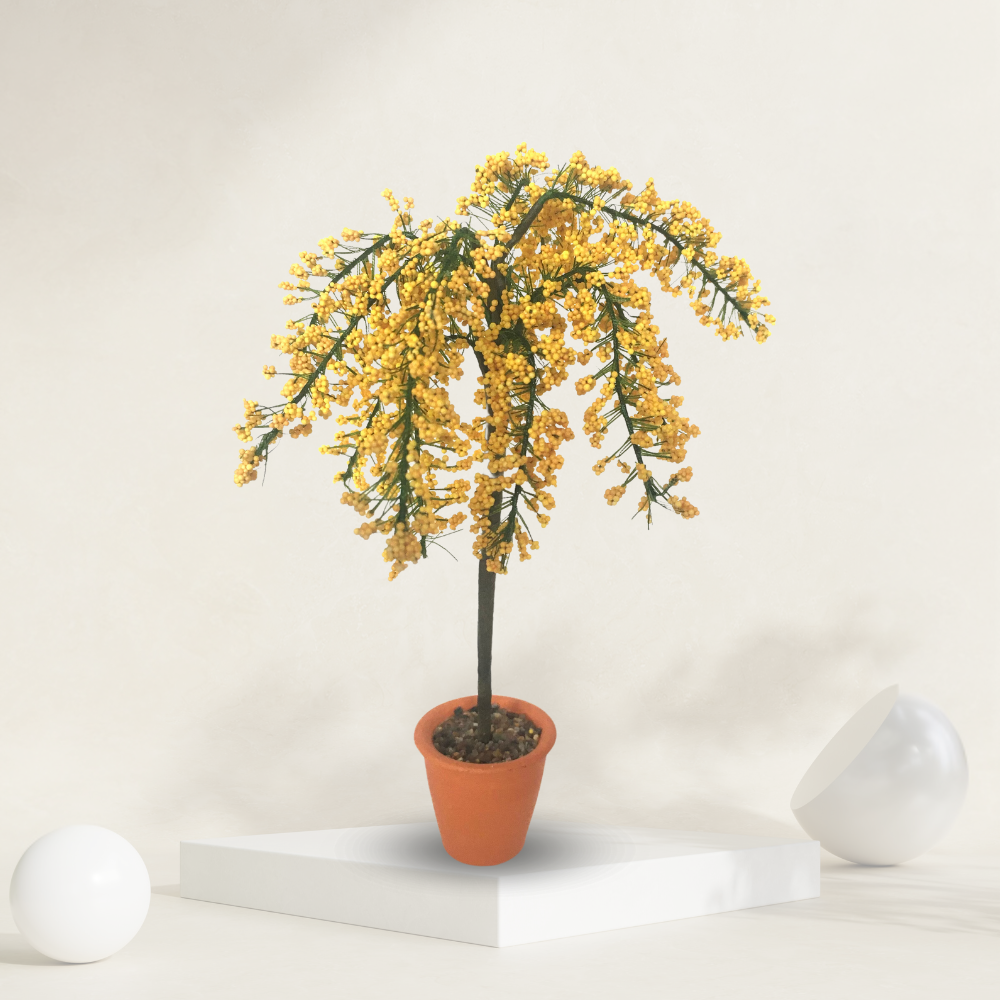 Golden Chain Plant ( Yellow Flower Tree )