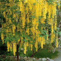 Golden Chain Plant ( Yellow Flower Tree )