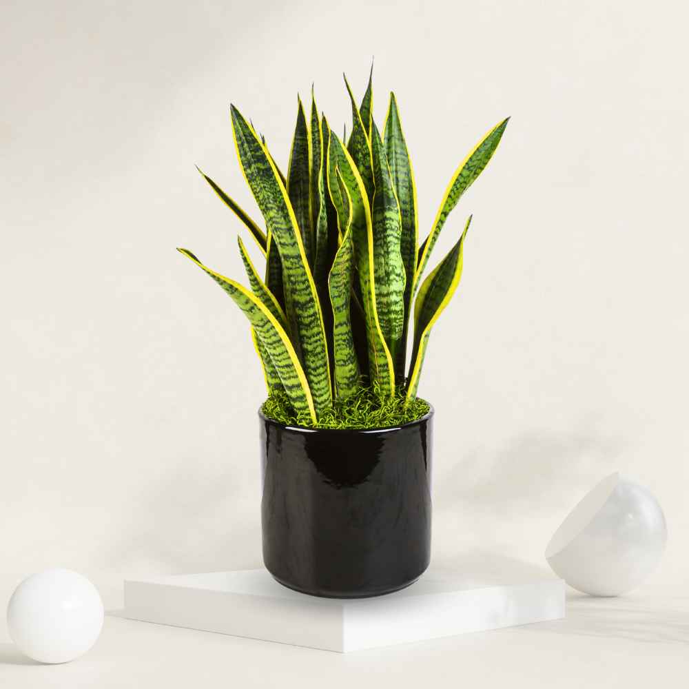  "Golden snake plant in a ceramic pot, excellent for indoor air purification and easy care."