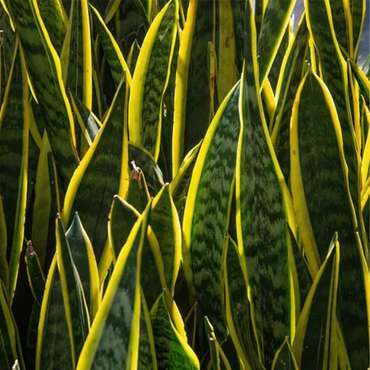 "Close-up of golden snake plant leaves with vibrant yellow edges, perfect for modern indoor decor."