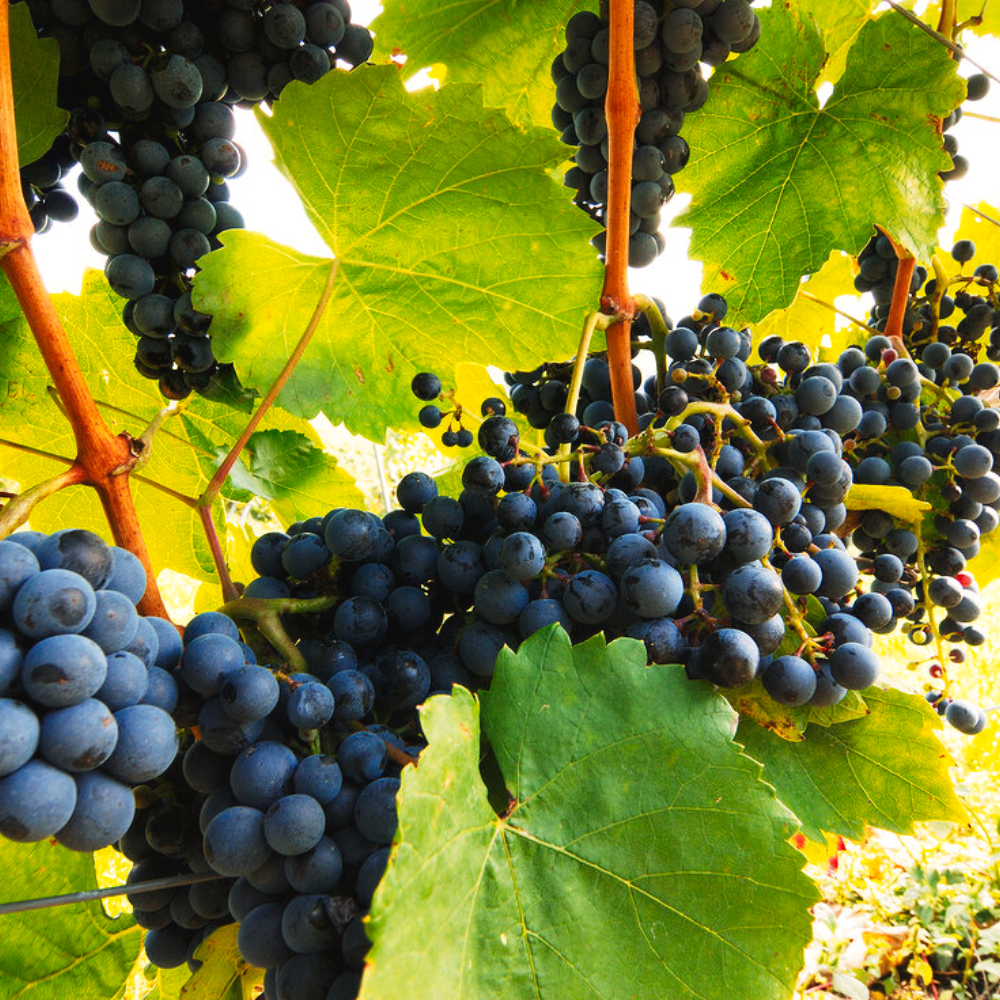 "Close-up of black grape cluster, featuring their rich color and juicy texture."