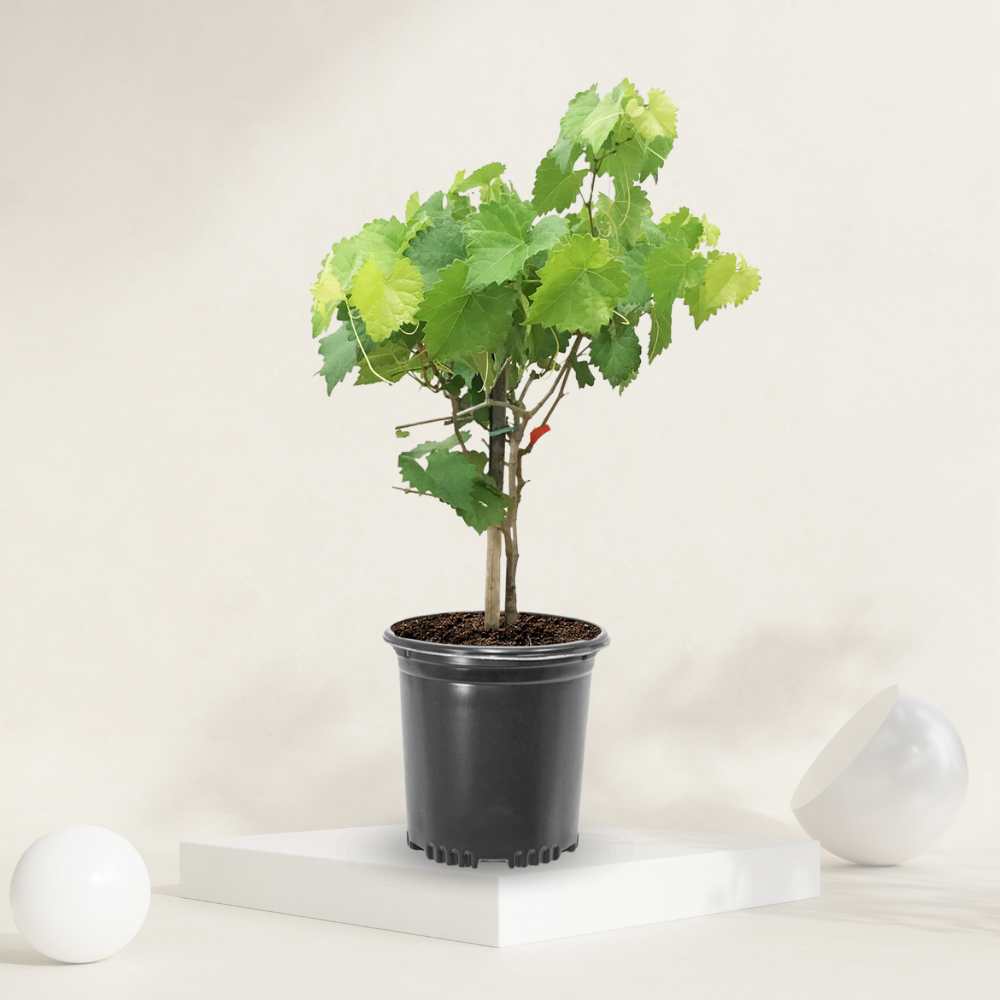 Green grape plant, perfect for growing clusters of sweet, juicy green grapes in home gardens."