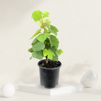 "Black grape plant, ideal for growing clusters of sweet, dark-skinned grapes in home gardens."