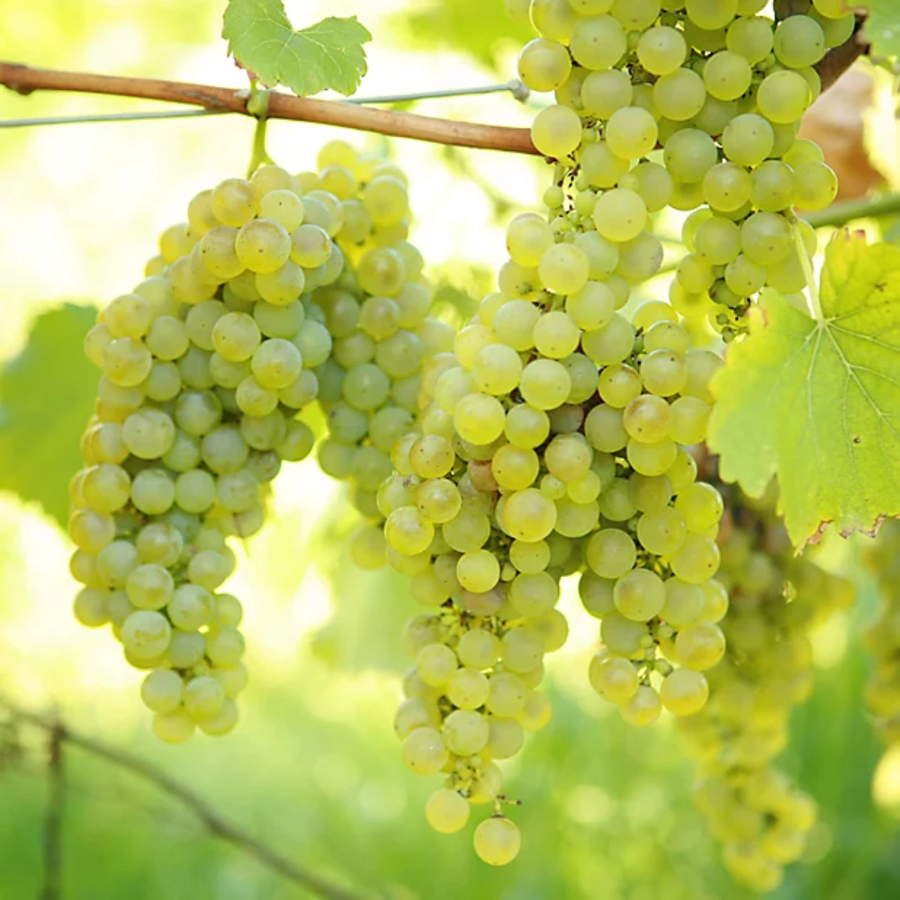 "Close-up of green grape cluster, showcasing their bright green skin and sweet taste."