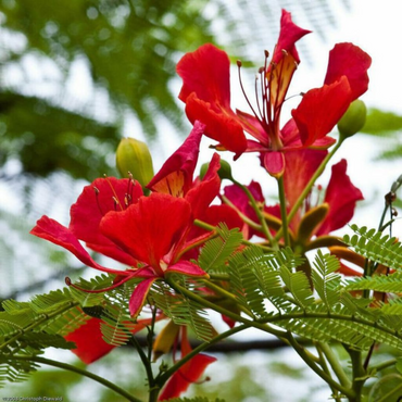 Gulmohar Plant ( Flame Tree )