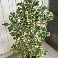 Heart Ficus ( Ficus Triangularis )