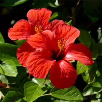 Hibiscus - Desi