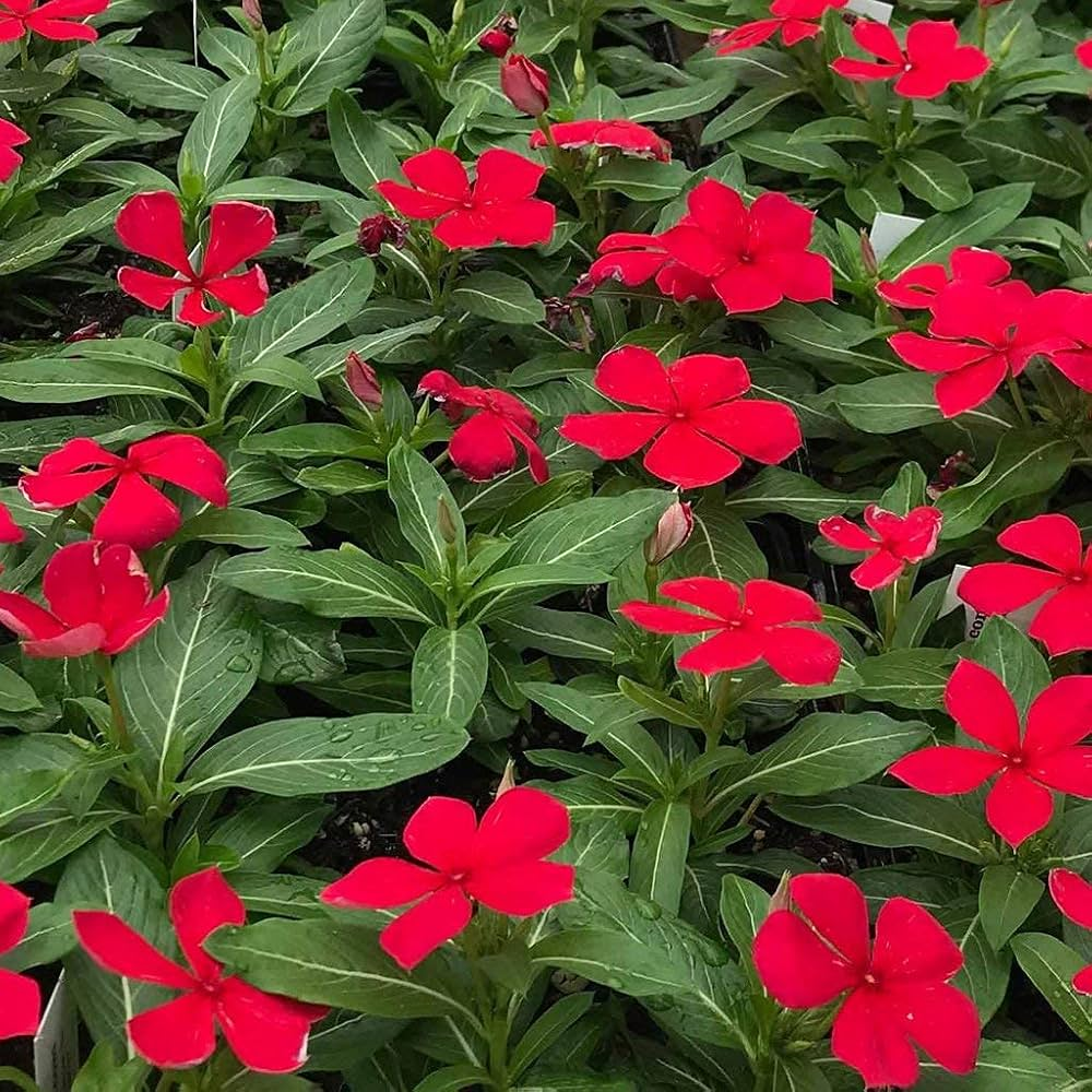 Hybrid Sadabahar ( Hybrid Periwinkle )