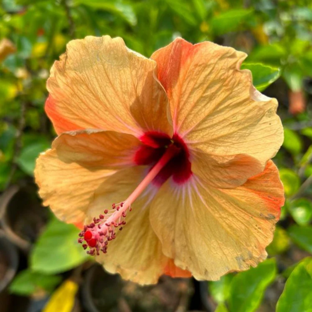 Hybrid Hibiscus