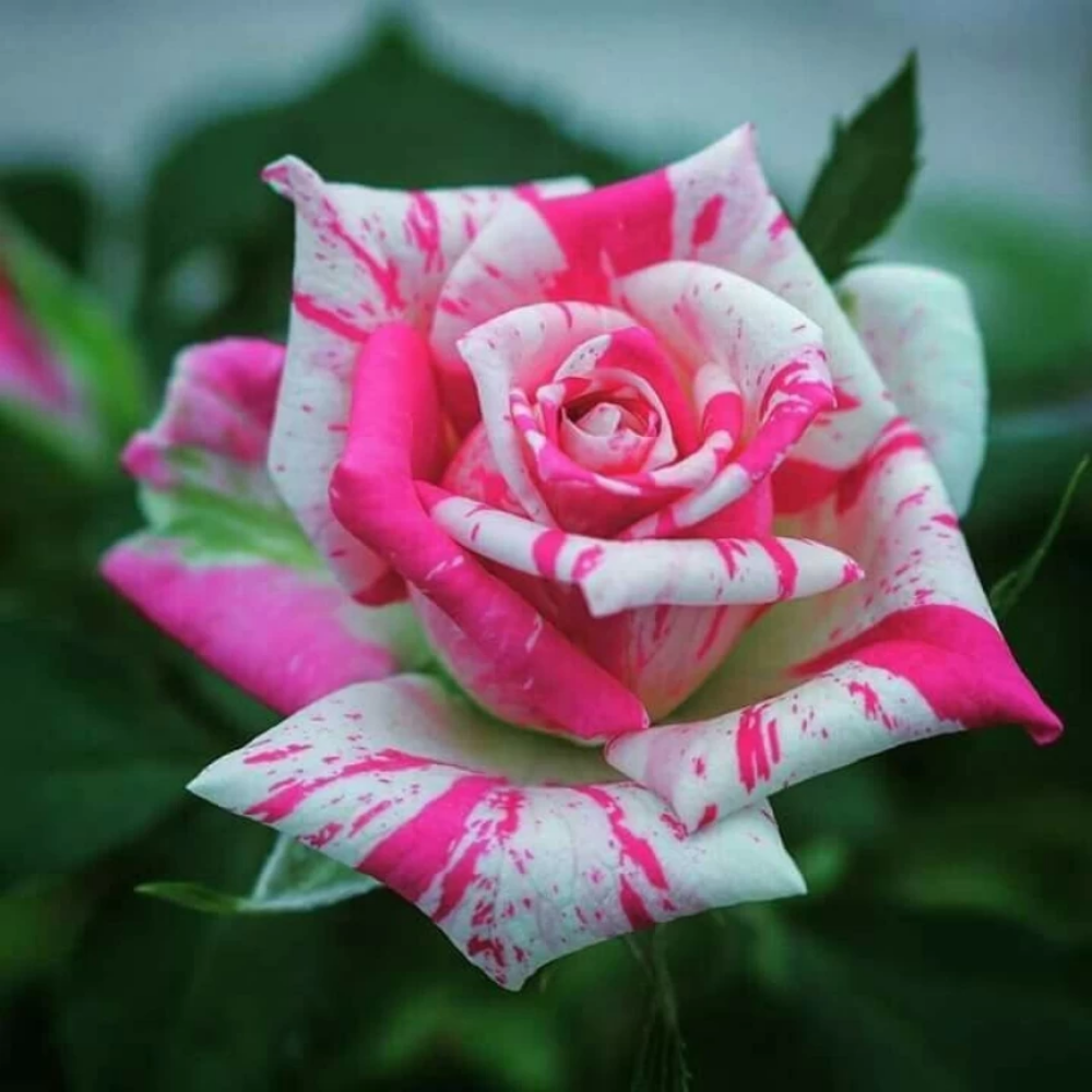 Hybrid Rose