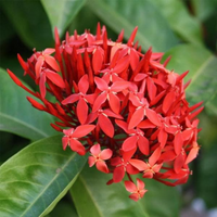 Ixora ( West Indian Jasmine )- Big