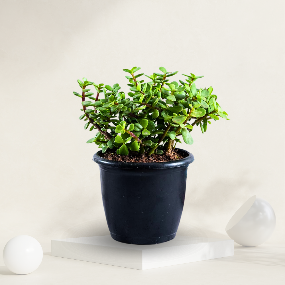  "Jade plant in a grow pot, valued for its low maintenance and symbolism of wealth and prosperity."