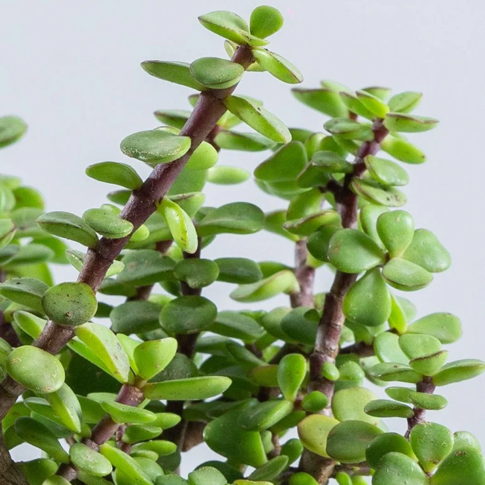 "Close-up of jade plant leaves showcasing their thick, glossy green texture, perfect for indoor decor."