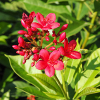 Jatropha ( Peregrina )