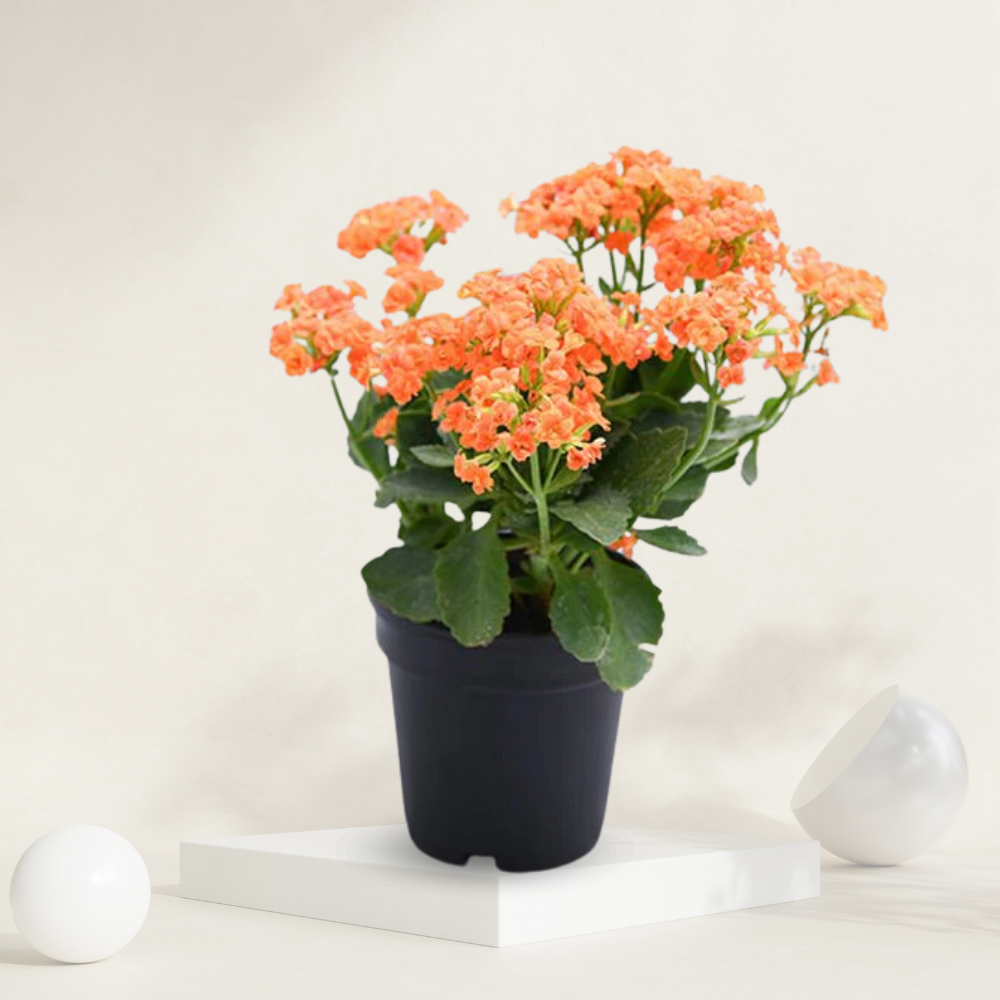  "Orange Kalanchoe plant with vibrant, sunshine-colored blooms, ideal for indoor decor."