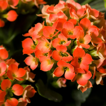 "Close-up of Orange Kalanchoe flowers, featuring their bright yellow petals and delicate form."