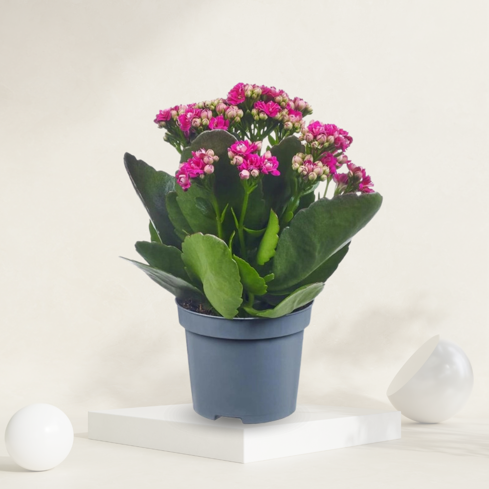 "Pink Kalanchoe plant with delicate blooms, perfect for brightening indoor and outdoor spaces."