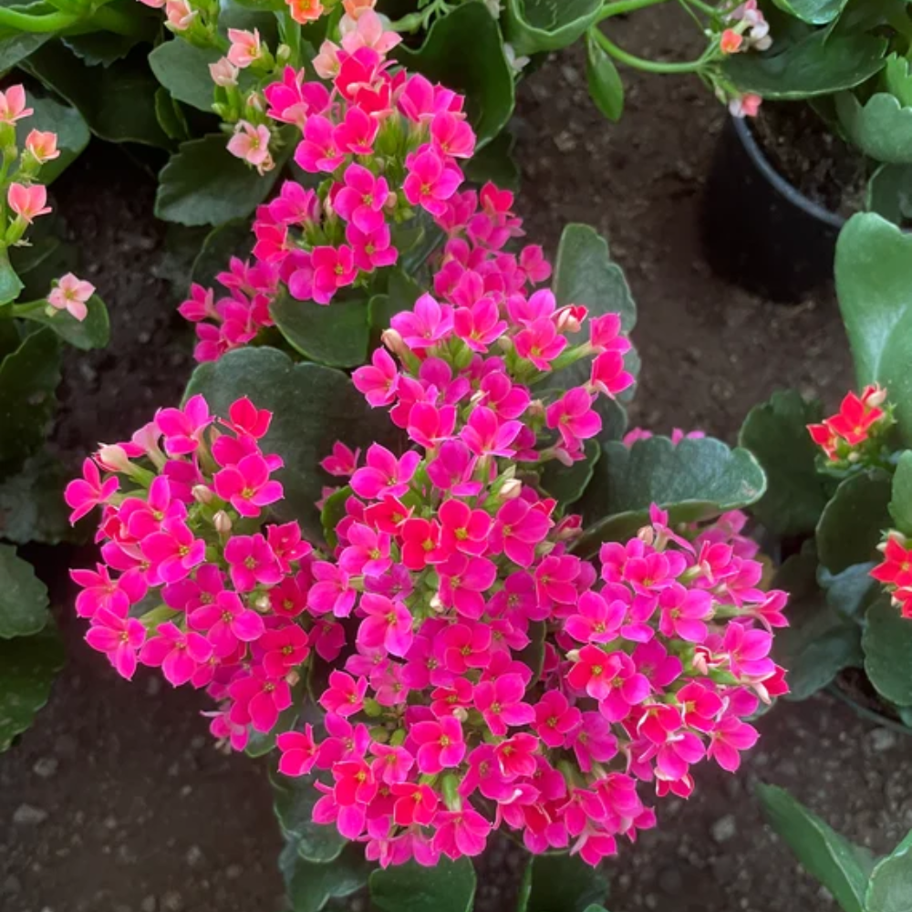 "Close-up of Pink Kalanchoe flowers, showcasing their soft, pastel petals."