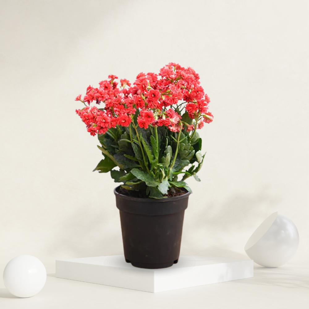 "Red Kalanchoe plant with vibrant blooms, ideal for adding a splash of color to indoor spaces."