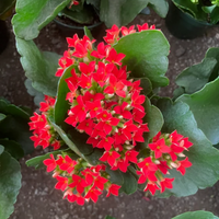 "Close-up of Red Kalanchoe flowers, featuring their bright, red petals and bold appearance."