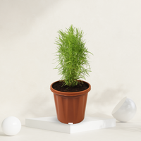 "Kochia plant with lush, bushy foliage, great for hedges or adding texture to garden beds."