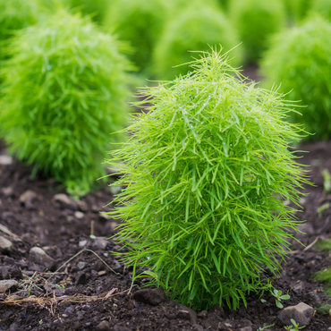 "Close-up of Kochia leaves, known for their soft, feathery texture and bright green color."