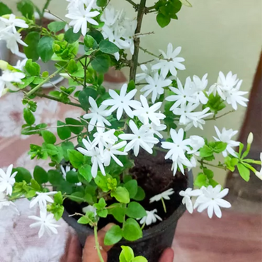 Kund Plant ( Star Jasmine )