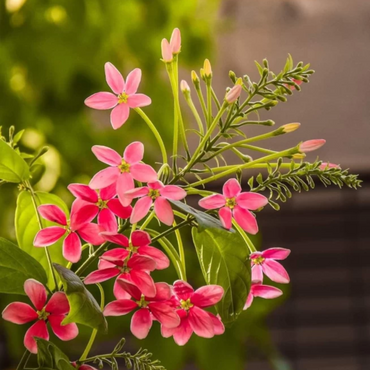 Madhumalti ( Rangoon Creeper )