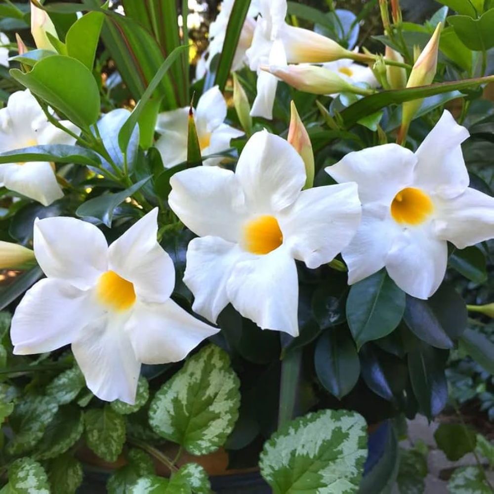 Mandevilla ( Rocktrumpet )