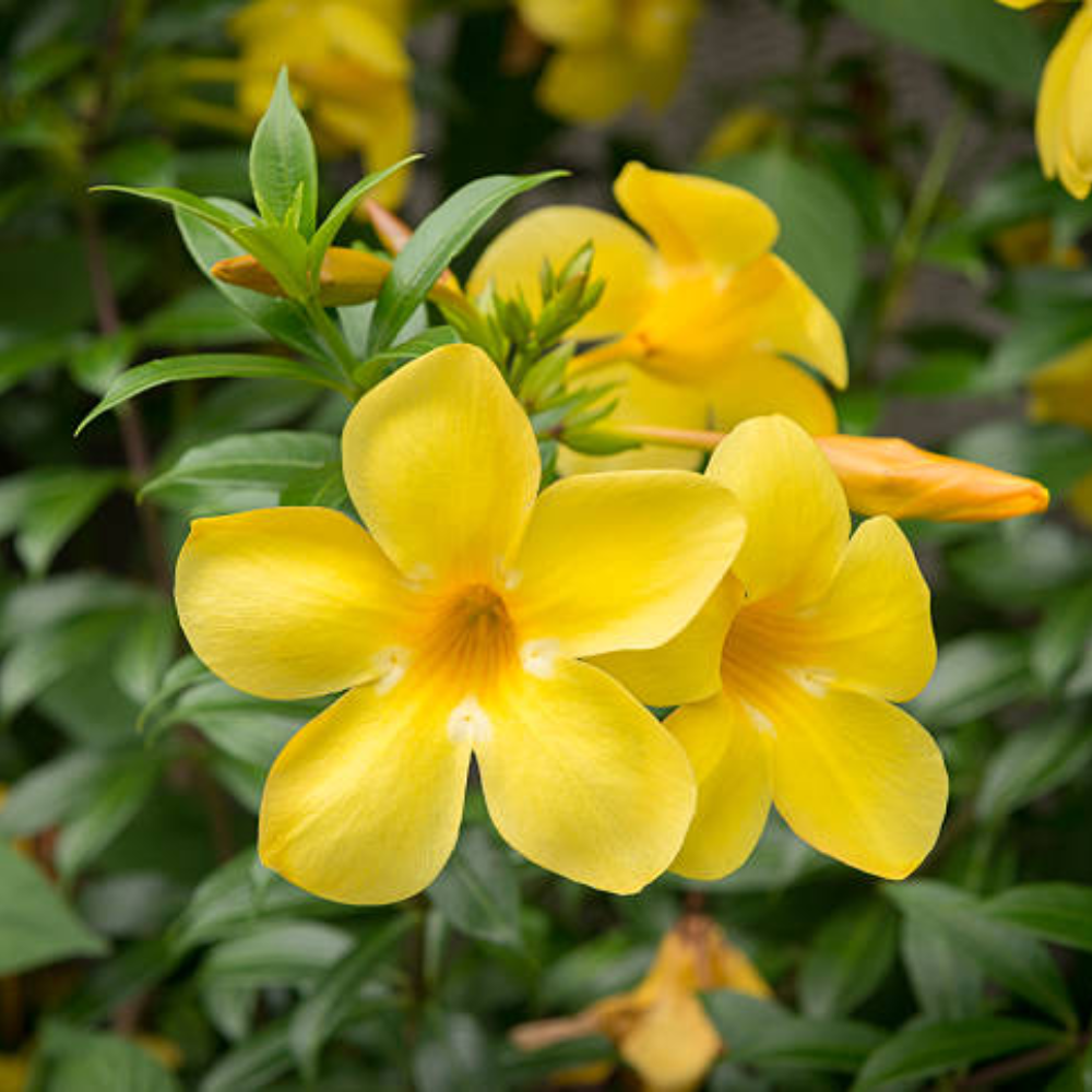 Mandevilla ( Rocktrumpet ) - Yellow