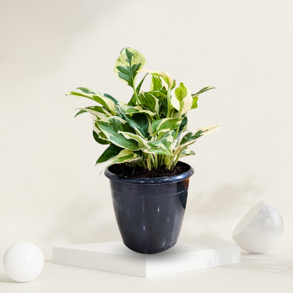 "Marble Prince money plant in a grow pot, ideal for enhancing indoor spaces and promoting good fortune."