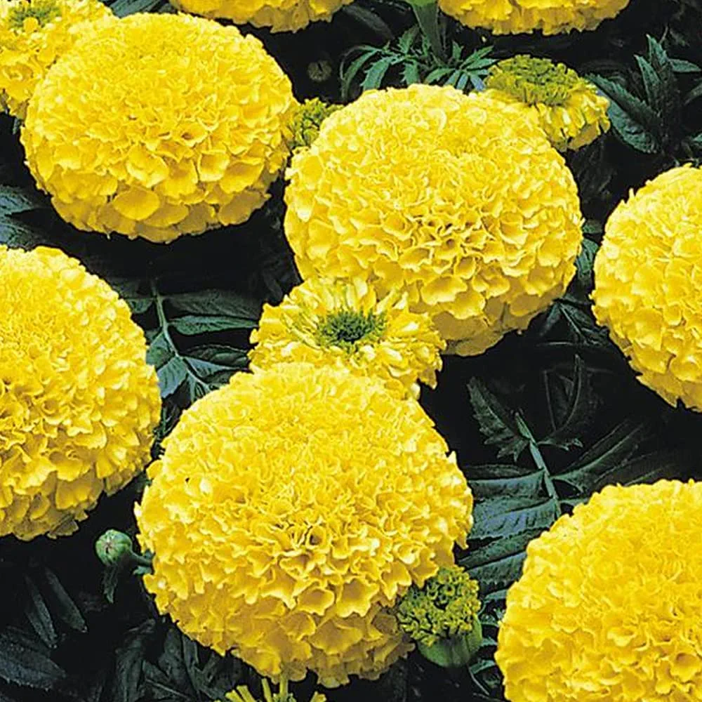 Marigold Hazara Yellow ( Genda )