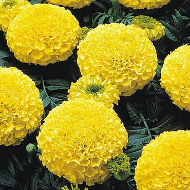 Marigold Hazara Yellow ( Genda )