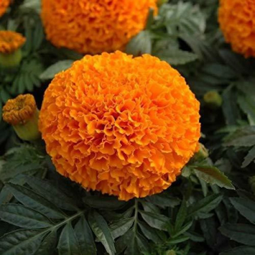 Marigold Hazara Orange ( Genda )