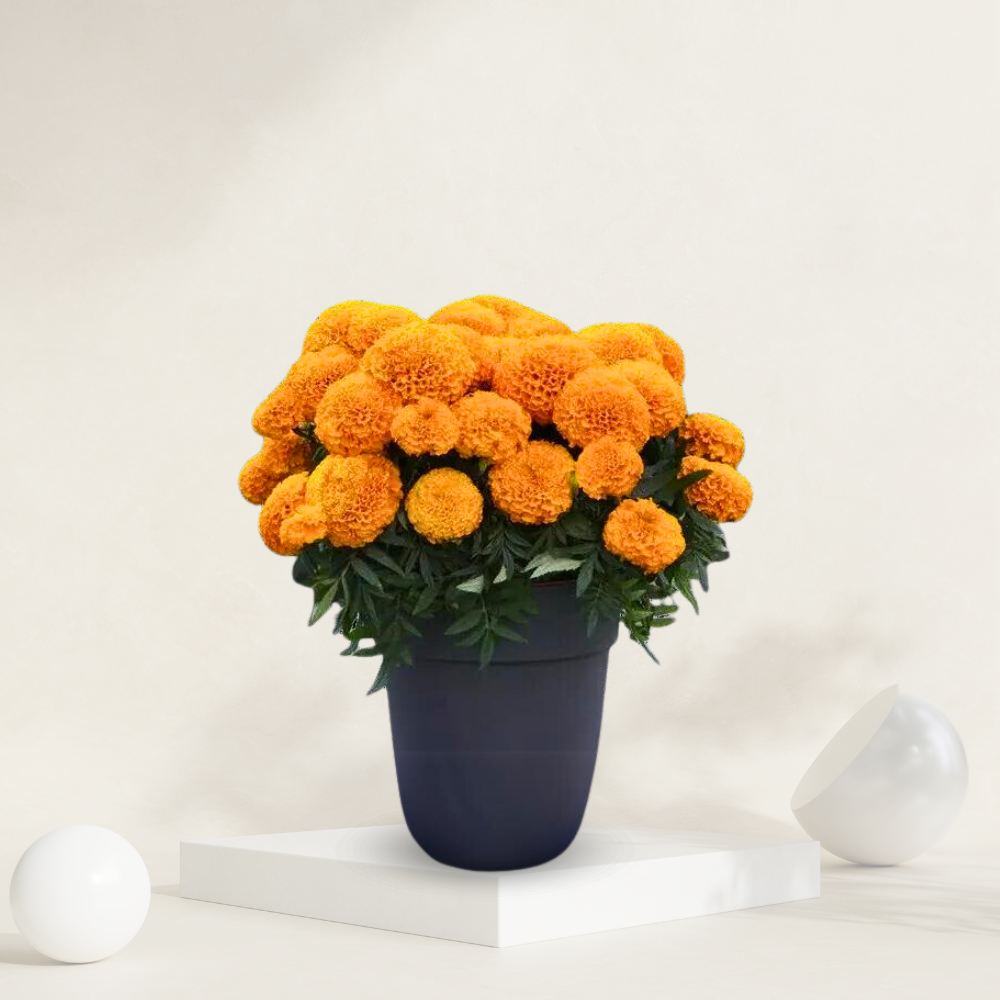 Marigold Hazara Orange ( Genda )