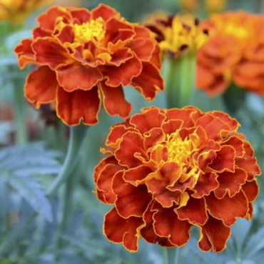 Zafarani Genda ( Saffron Marigold)