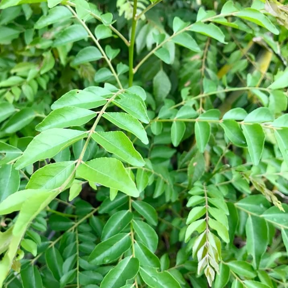 Curry Leaf Plant ( Meethi Neem )