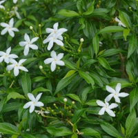 Chandani ( Crape Jasmine )