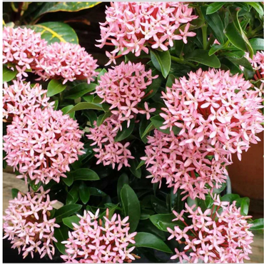 Dwarf Ixora ( Mini Ixora )