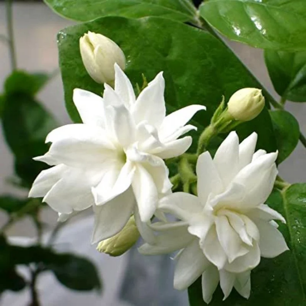 Mogra Bella ( Arabian Jasmine )