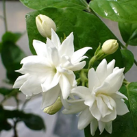 Mogra Bella ( Arabian Jasmine )