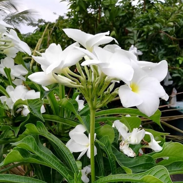 Plumeria Pudica ( Naag Champa )