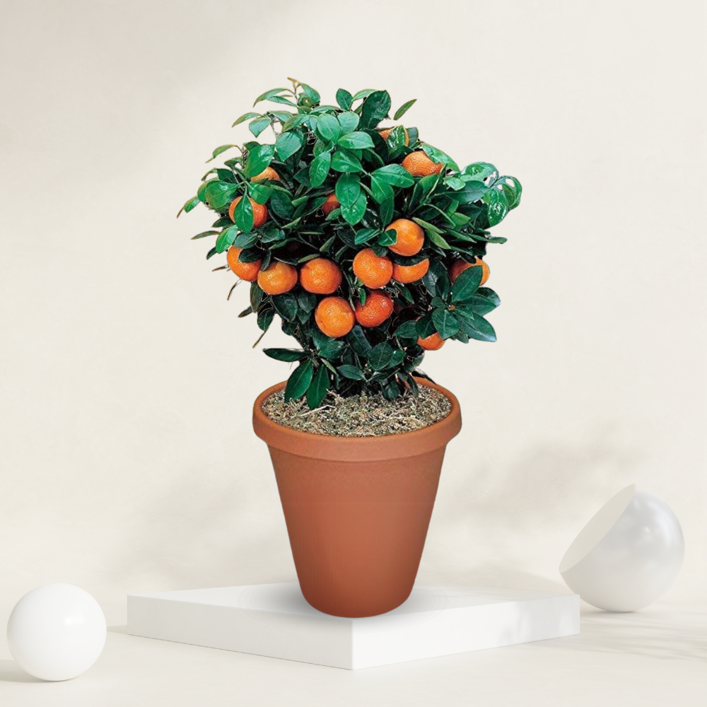 "Narangi (orange) plant, perfect for producing juicy, sweet oranges in home gardens in Lucknow."