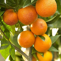 "Close-up of Narangi fruit, showcasing its bright orange skin and juicy segments."