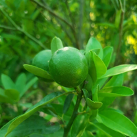 "Close-up of Pakistani Neembu fruit, showcasing its bright green skin and juicy interior."