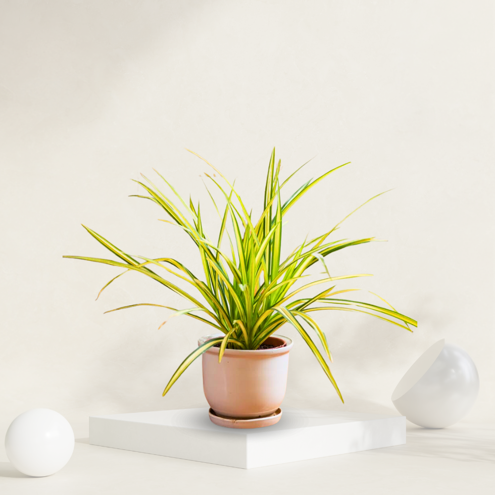 "Pandanus plant in a decorative pot, known for its unique appearance and easy maintenance."