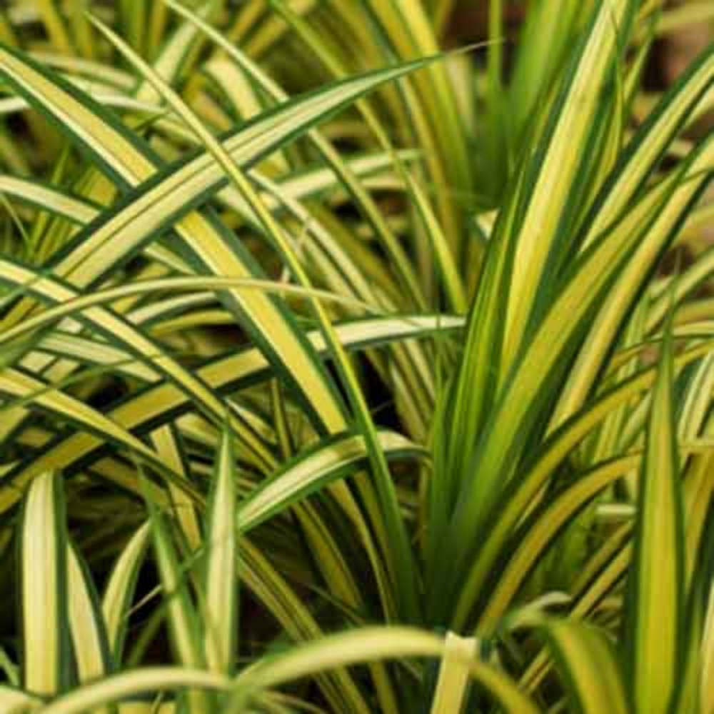 "Close-up of pandanus leaves with spiky edges, perfect for indoor gardens."