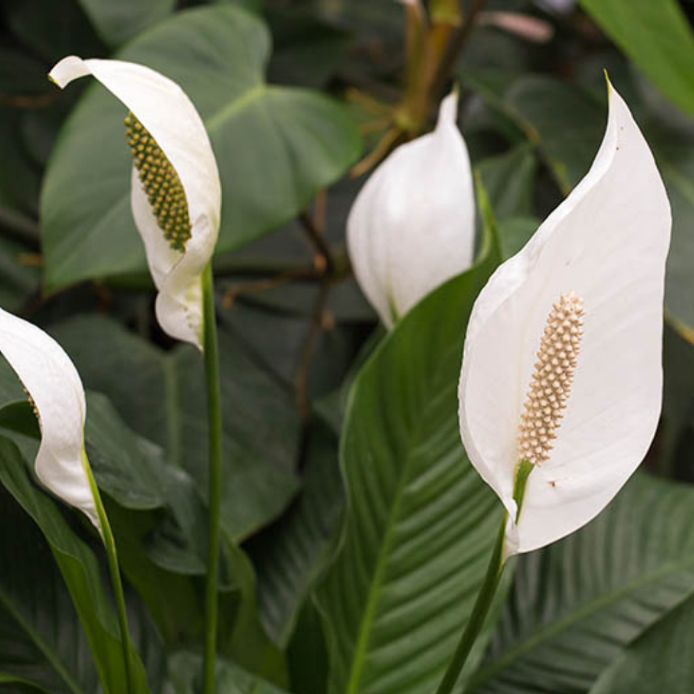 "Close-up of peace lily flowers, showcasing their pristine petals and lush green foliage."