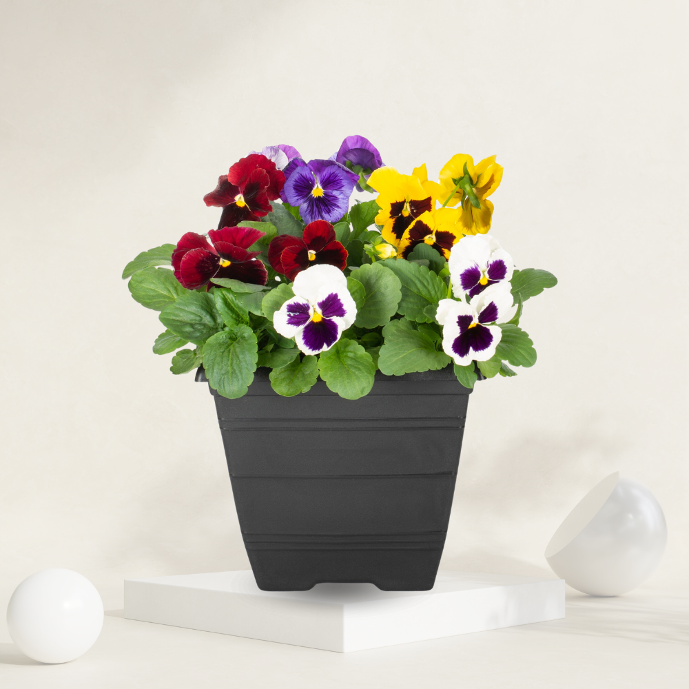 "Pansy plant with vibrant blooms, perfect for garden borders and indoor decor."